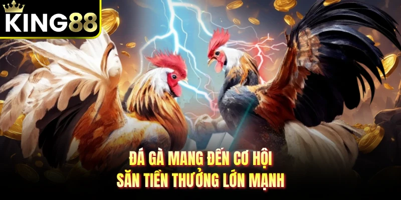 Đá gà mang đến cơ hội săn tiền thưởng lớn mạnh