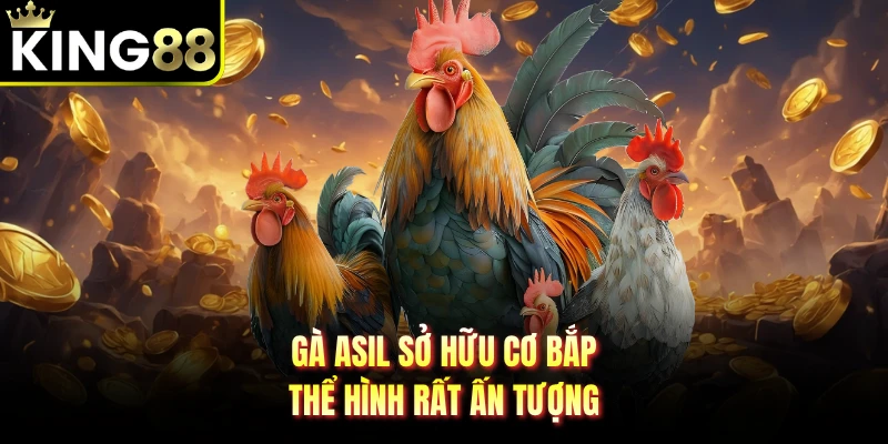 Gà Asil sở hữu cơ bắp, thể hình rất ấn tượng