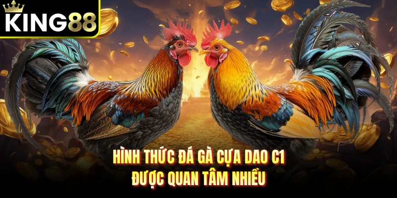Hình thức đá gà cựa dao C1 được quan tâm nhiều