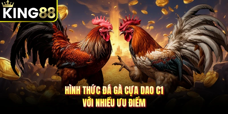 Hình thức đá gà cựa dao C1 với nhiều ưu điểm